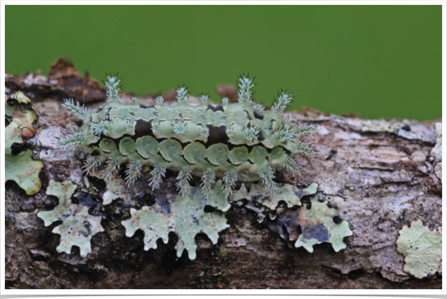 Euclea delphinii
Spiny Oak-Slug
Bibb County, Alabama Euclea delphinii
Spiny Oak-Slug
Bibb County, Alabama